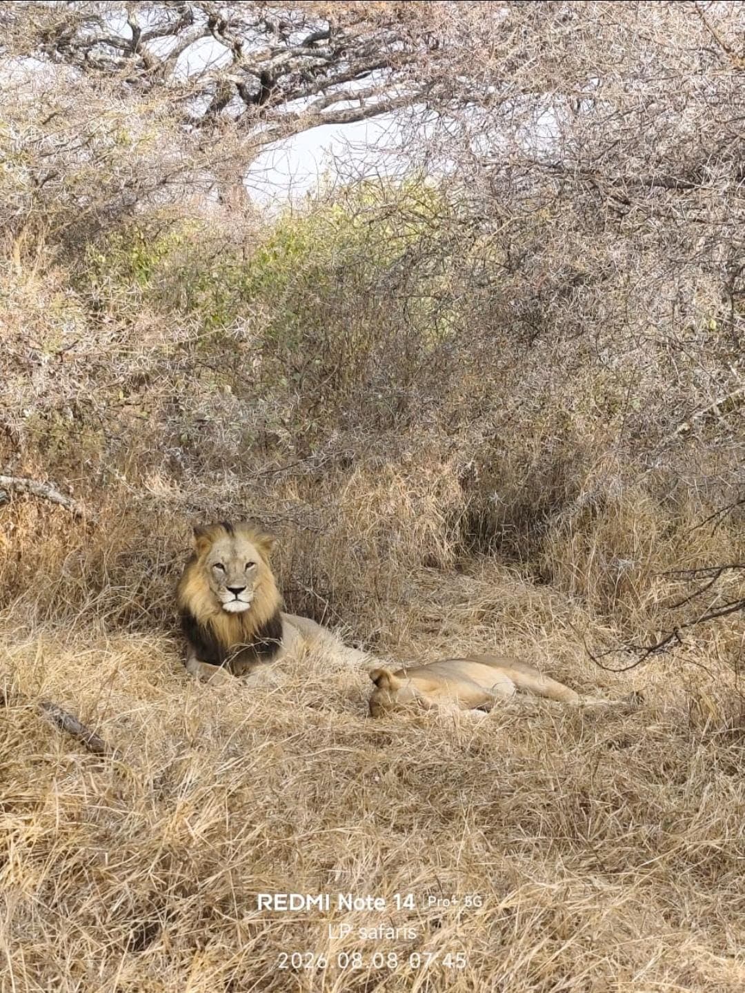 The king of the jungle staring from a distance.
