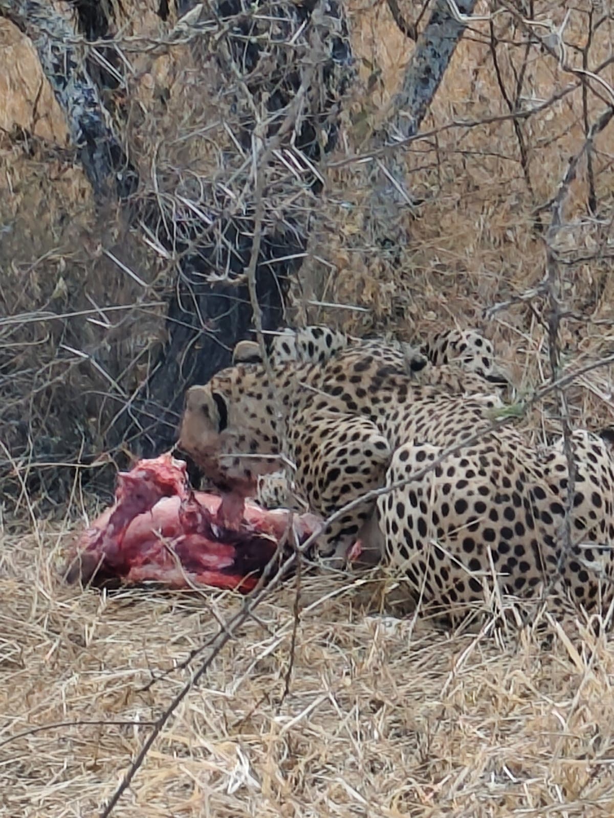 Plenty of food in the Savannah