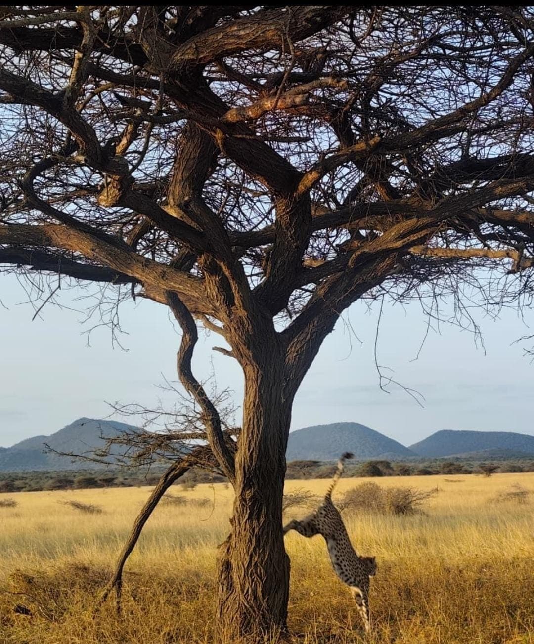 A leopard descends from its arboreal vantage point in the acacia — a favored perch for surveying prey and avoiding lions and hyenas below — transitioning to sudden, explosive movement as it drops to the savanna floor ready to patrol the territory.